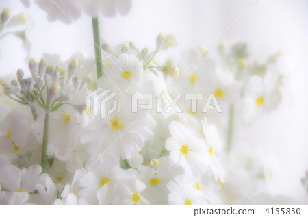 報春花 花朵 花 4155830