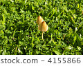 Mushroom in the field 4155866