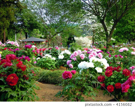 Higashimatsuyama Rotan garden colorful peony 4156082