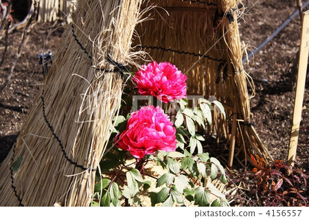 Winter peony at Nagoya city Tokugawaen 4156557
