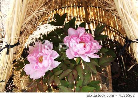 Winter peony at Nagoya city Tokugawaen Winter peony at Nagoya city Tokugawaen 4156562