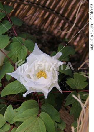 Winter peony at Nagoya city Tokugawaen 4156579