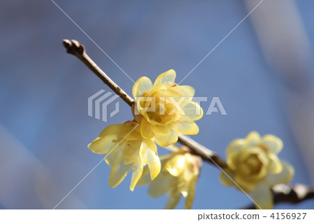 洛白花 洛白花 4156927