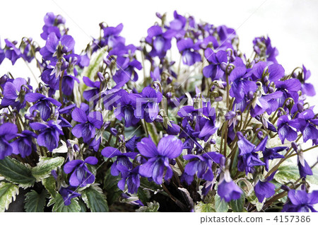 Violet (Nishiki Suzuki) 4157386