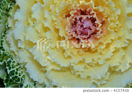 Hot peony Hot peony 4157430