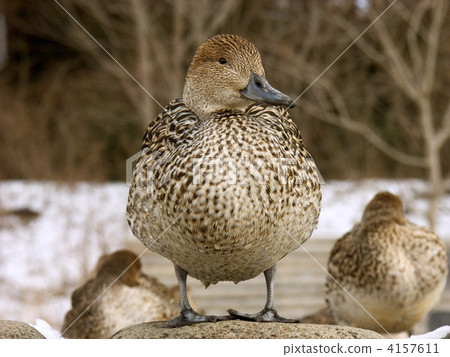 duck, northern pintail, avian 4157611