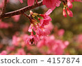 寒緋櫻 櫻花 蜜蜂 4157874