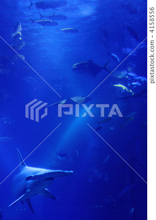 In the sea In the sea 4158556