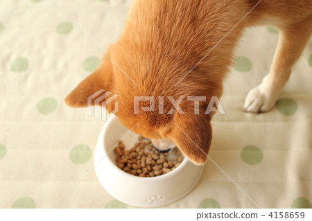 Shiba Inu吃狗食 4158659