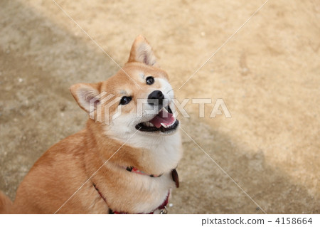 微笑Shiba Inu 4158664