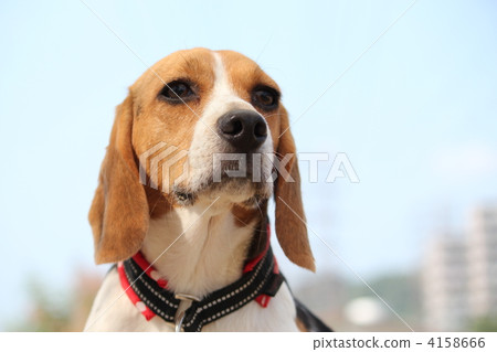 Beagle's eyes 4158666