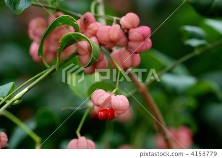 Mayumi水果 4158779