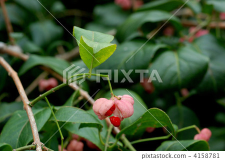 Mayumi水果 4158781