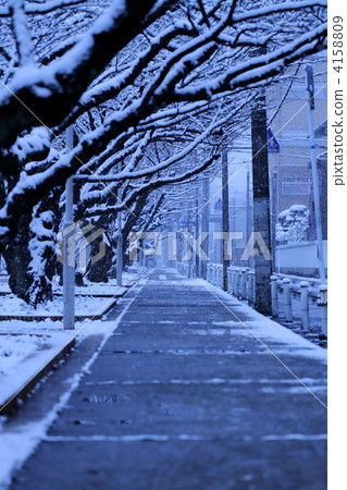 Cherry blossoms in snowy streets Fukuoka Cherry blossoms in snowy streets Fukuoka 4158809