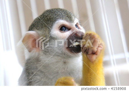 Squirrel monkey Squirrel monkey 4158908