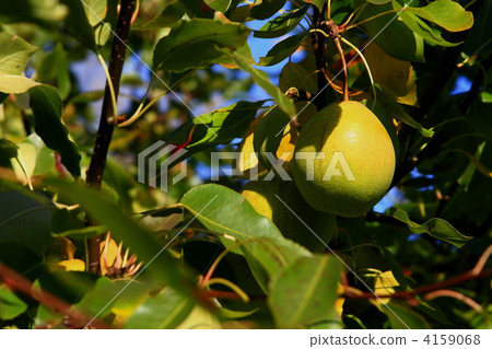 pear, fruit, fruits 4159068