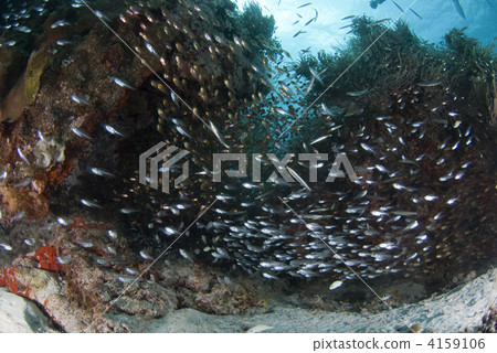 擬金眼鯛 細長的擬金眼鯛 箭頭紅衣主教 4159106