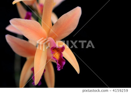 西方蘭花 花朵 花 4159259