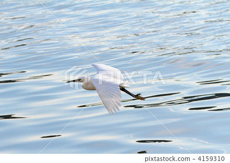 Shirasgani flying near the Ogaki bridge over the Sumida River 4159310