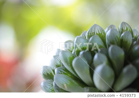 Haorthia · Blue Crystal 4159373