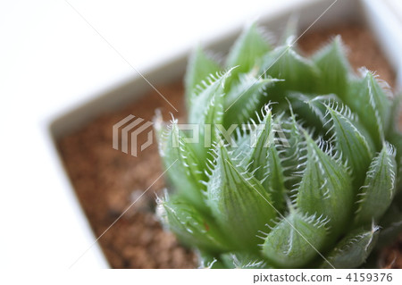 哈戈羅莫（Haoromo） 4159376