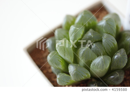 Haorthia · Shizukaishi 4159380