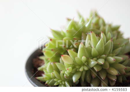 Agaboides /發酵鯛魚 Agaboides /發酵鯛魚 4159383