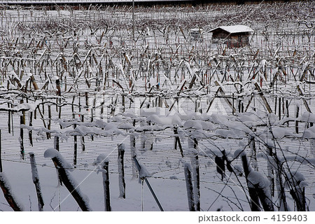 冬天的葡萄園 4159403