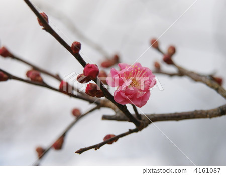 紅梅樹 梅花 梅 4161087