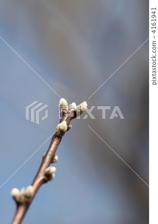 Still hard buds of Hanamomomo Still hard buds of Hanamomomo 4161941