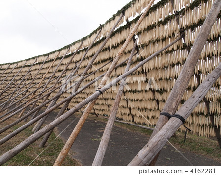 Kagoshima prefecture · Ohkuma Peninsula dried radish 4162281