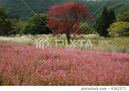 蕎麥田 原野 田地 4162571
