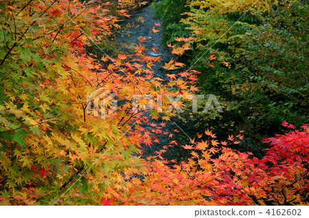 maple, yellow leafe, red leafe 4162602