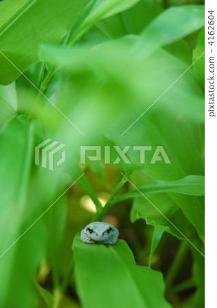 青蛙 兩棲的 一隻兩棲動物 4162604