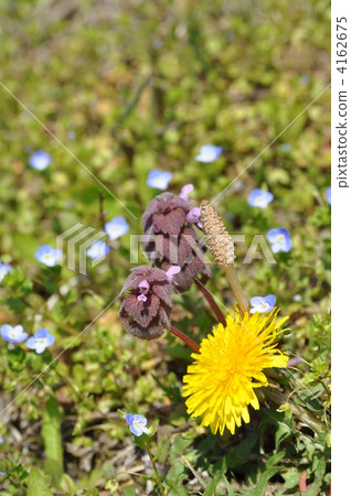 Flower of spring field 4162675