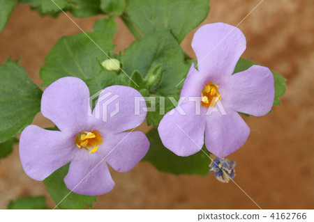 假馬齒莧 假馬齒莧 4162766