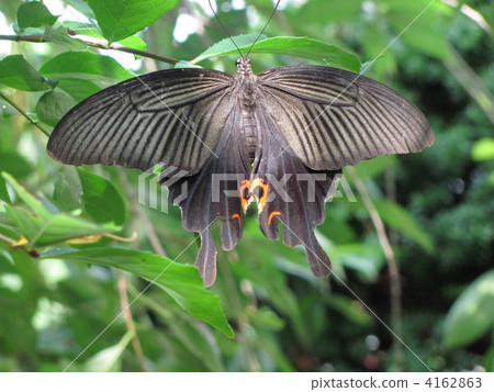 蝴蝶 蟲子 漏洞 4162863