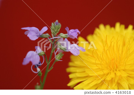 Matsubakuran and dandelions Matsubakuran and dandelions 4163018