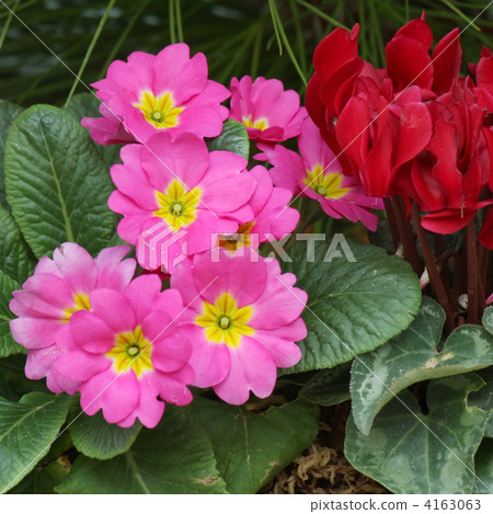 Cyclamen and Primula Julien Cyclamen and Primula Julien 4163063