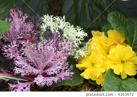 Habotan and Primula Julien 4163072