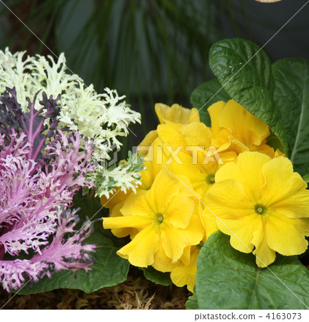 Habotan and Primula Julien 4163073