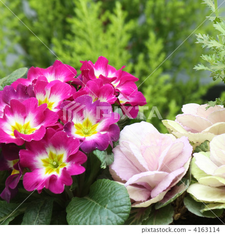 Habotan and Primula Julien 4163114