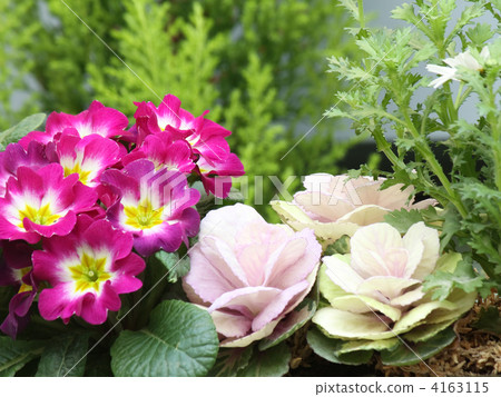 Habotan and Primula Julien 4163115