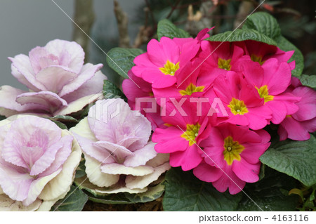 Habotan and Primula Julien 4163116