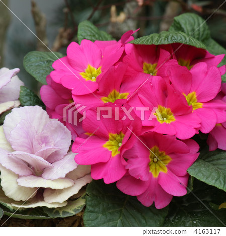 Habotan and Primula Julien 4163117