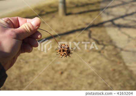 Fruit of Momigiba buffalo 4163204