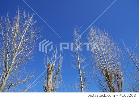 Ginkgo of winter dead -1 4163208
