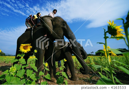 夏天模式在泰國 4163533