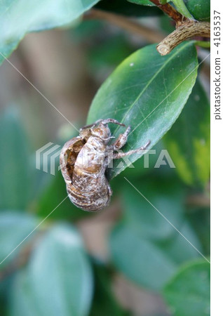 蟬 蝗蟲 空殼 4163537