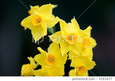 黃水仙 4163877